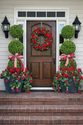 Drapping Red Geranium Bush