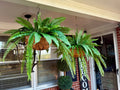 Faux Hanging Fern Baskets